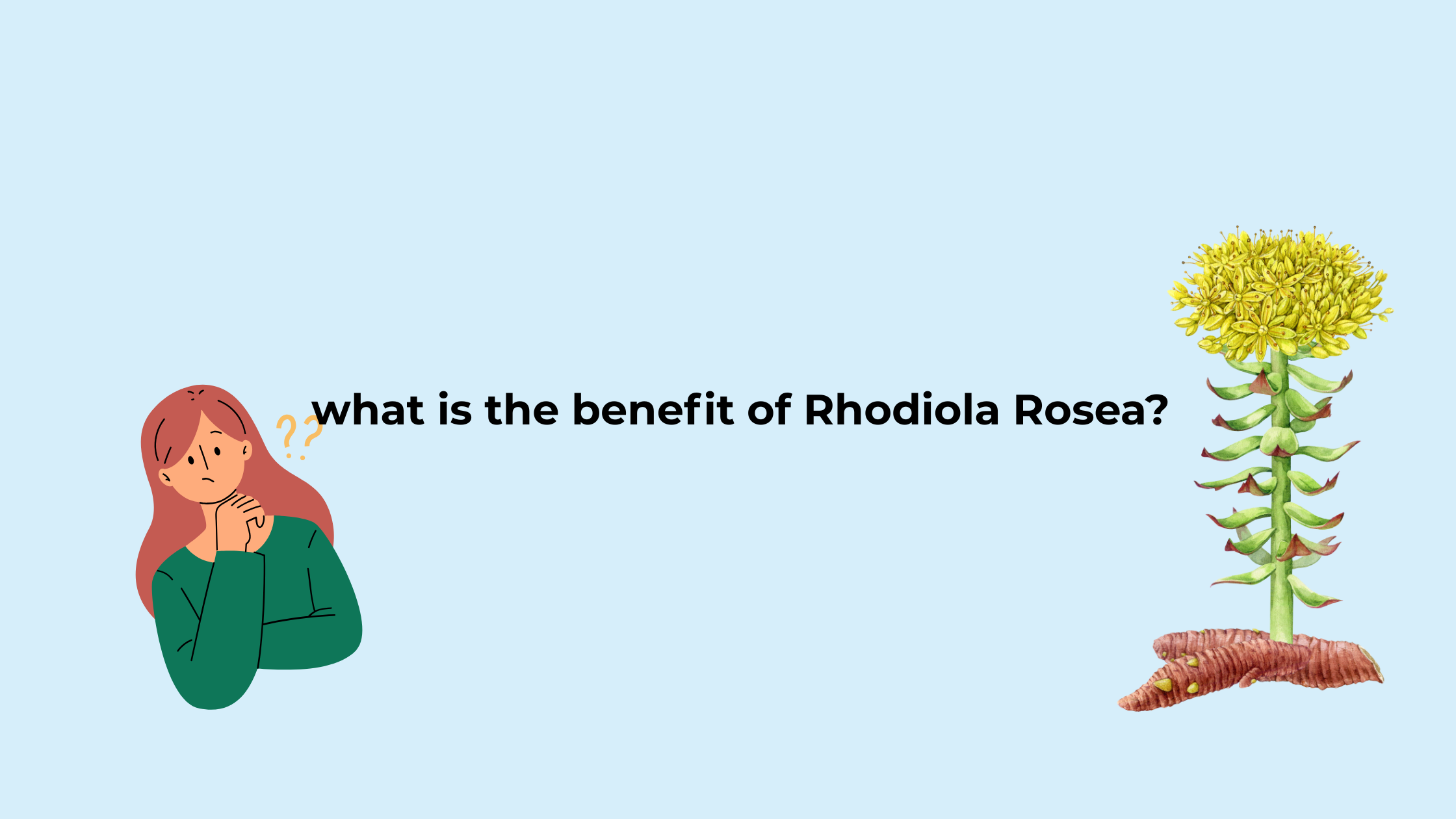 Illustration of woman thinking and Rhodiola rosea plant with roots