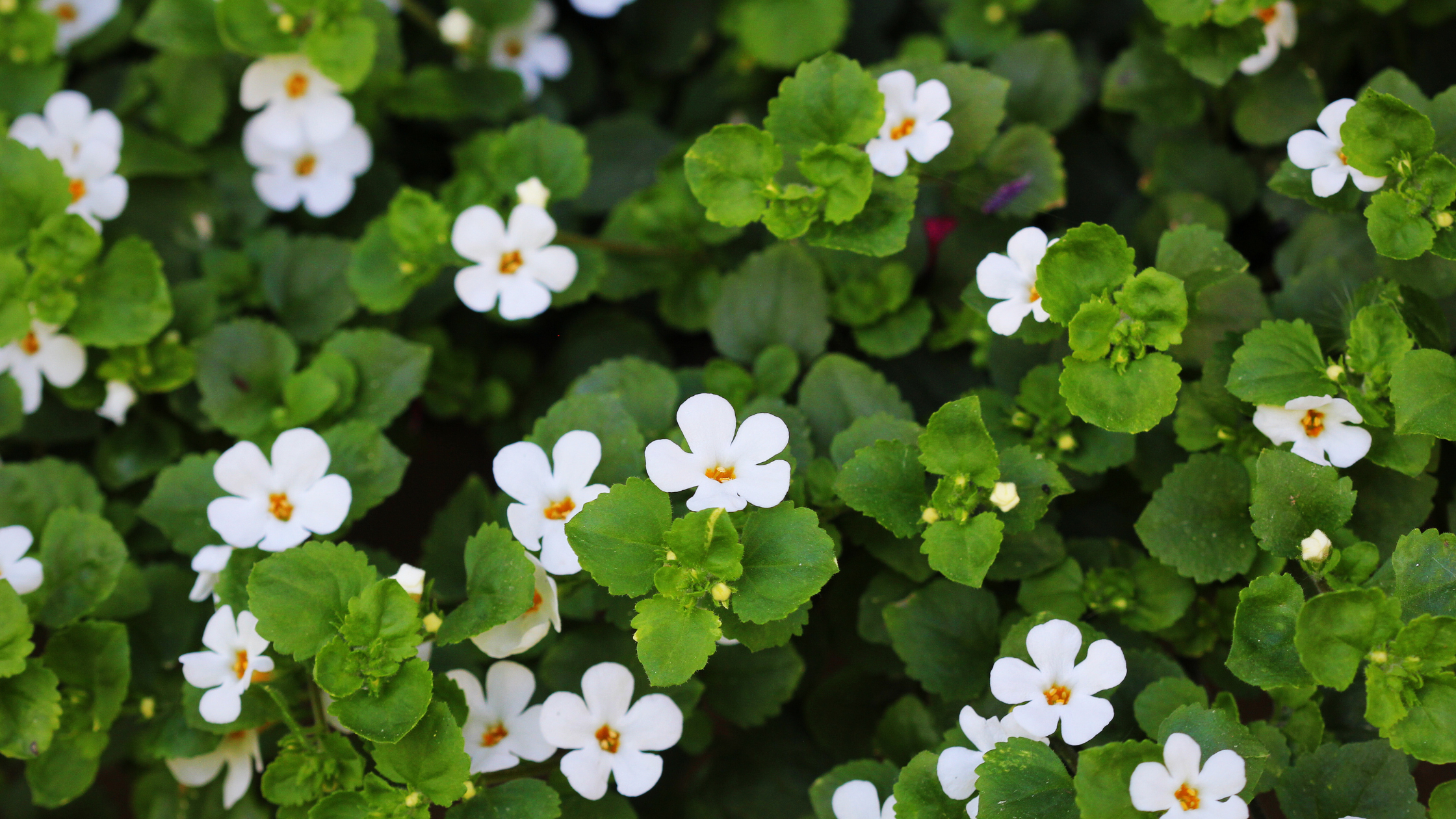 Green leaves with small white flowers in cluster
