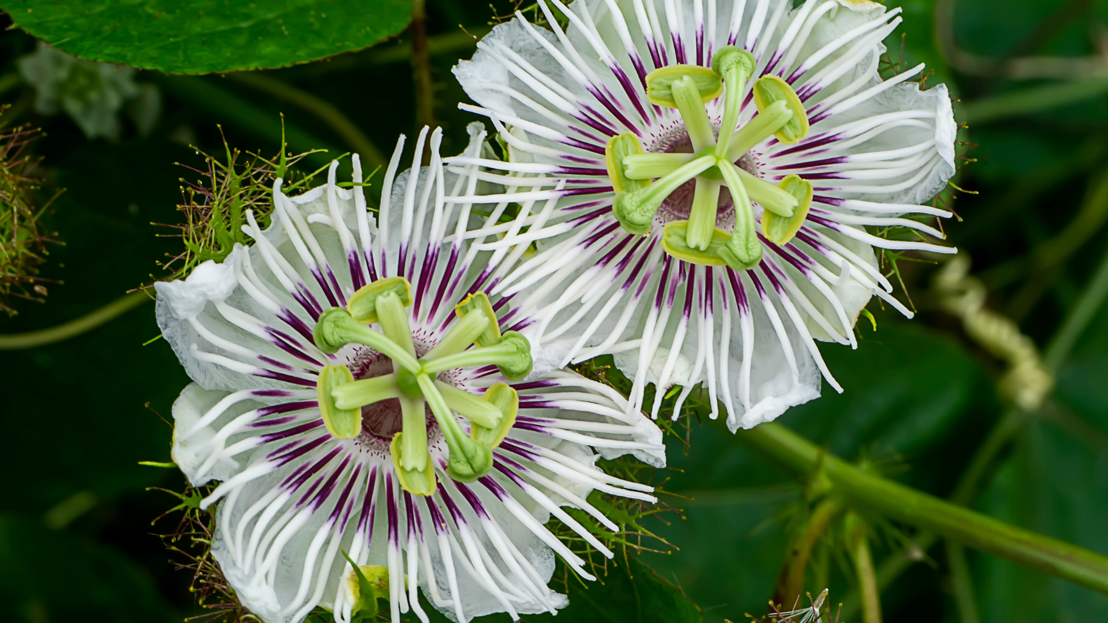 Close-up of two white and purple passionflower blooms