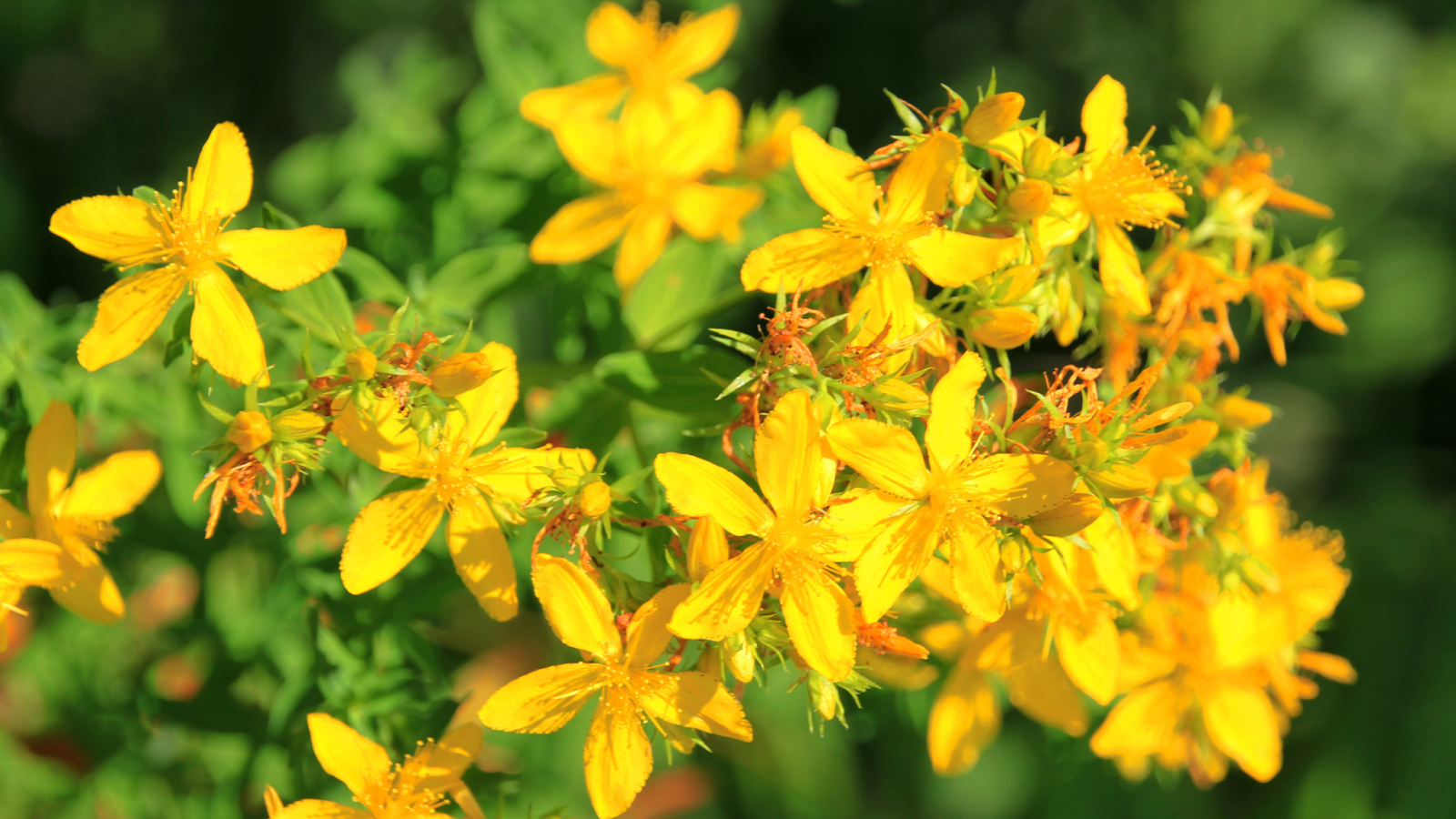 Cluster of vibrant yellow St. John’s Wort flowers