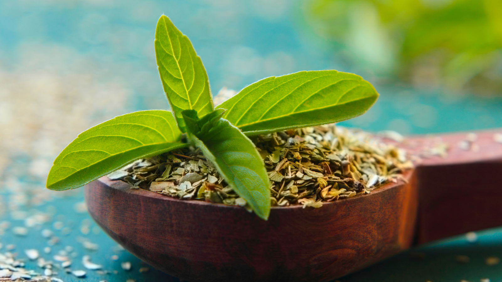 Fresh holy basil leaves on dried herb pile in wooden spoon