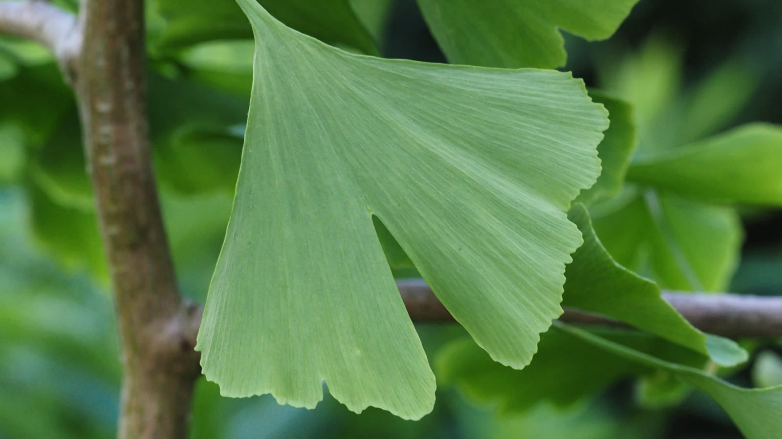 Close-up of a green ginkgo leaf on a branch