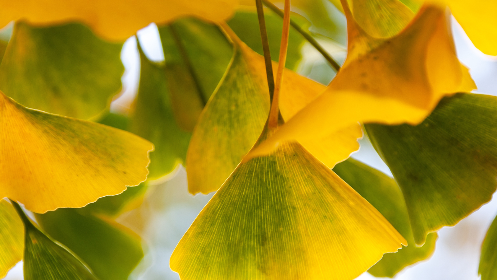 Close-up of yellow and green ginkgo leaves on branches