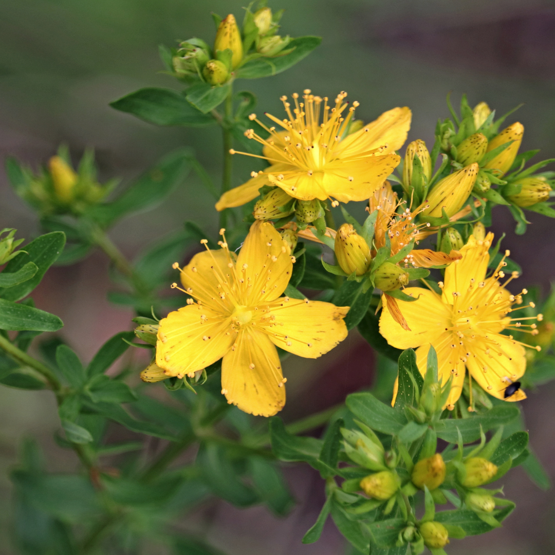 Yellow St. John's Wort flowers and green leaves