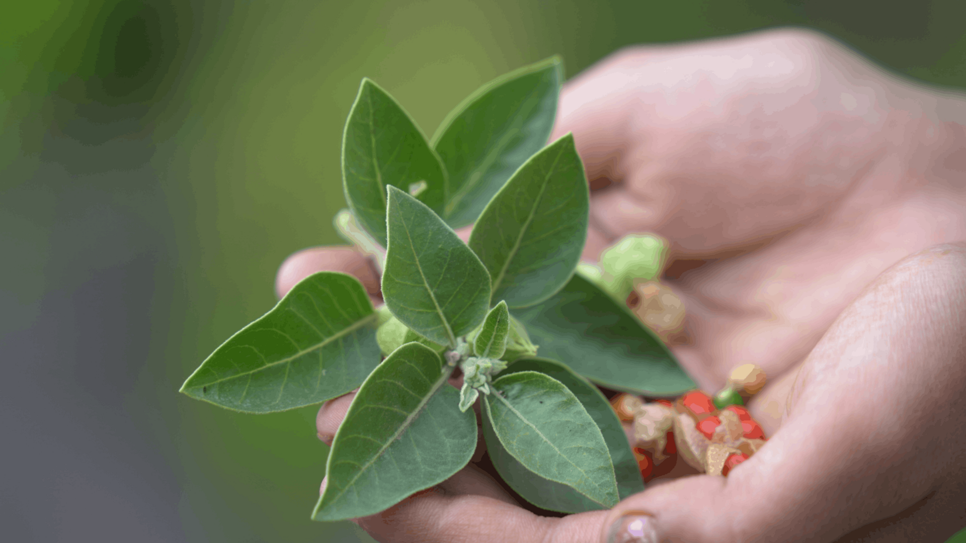 Illustration showing potential ashwagandha side effects, including drowsiness, stomach upset, headache, and possible interactions with medications.