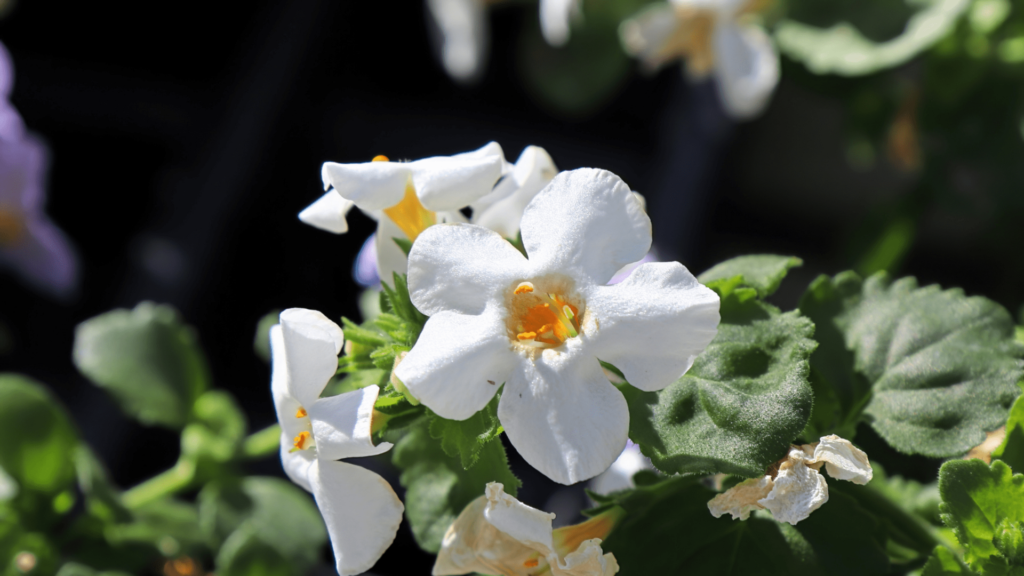 A selection of the best herbs for mental clarity and focus, including ginkgo biloba, rosemary, bacopa monnieri, and gotu kola on a wooden table.