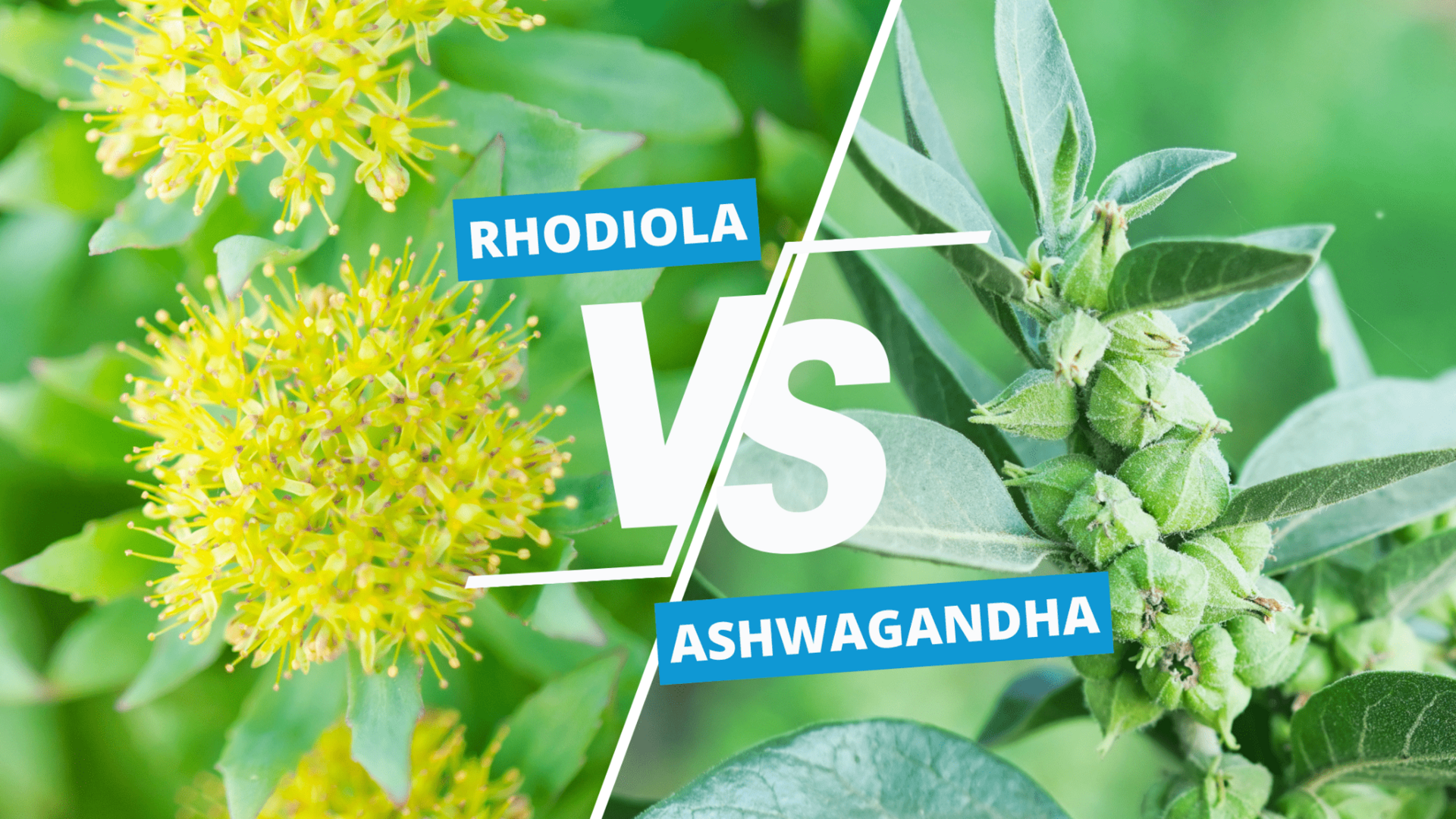 Comparison of rhodiola and ashwagandha roots, highlighting differences in appearance, traditional uses, and adaptogenic health benefits.