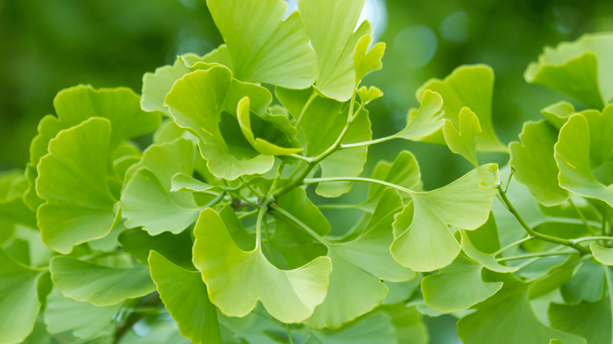 Close-up of bright green ginkgo leaves on branch