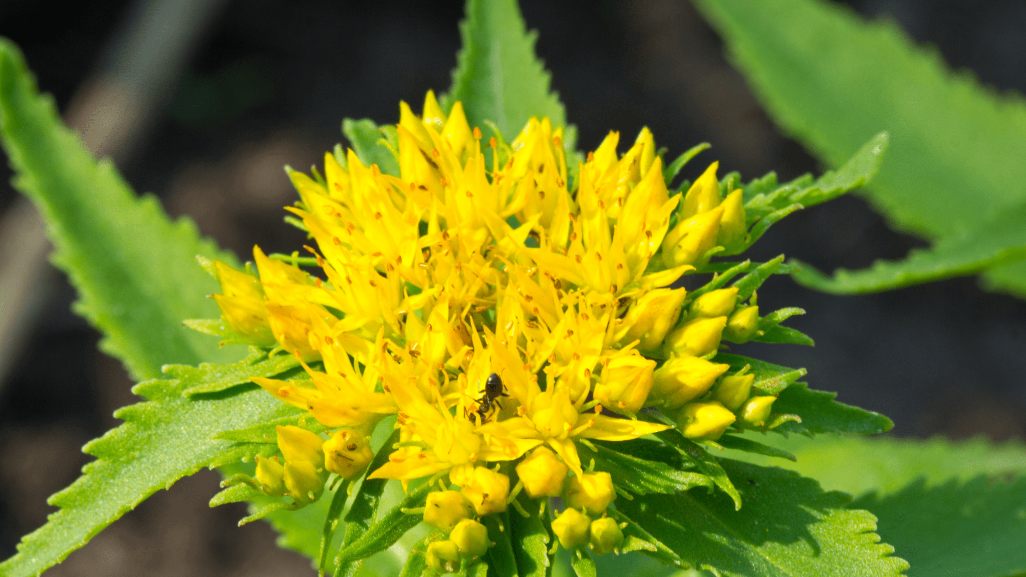 Yellow flowering herb with green leaves and an ant