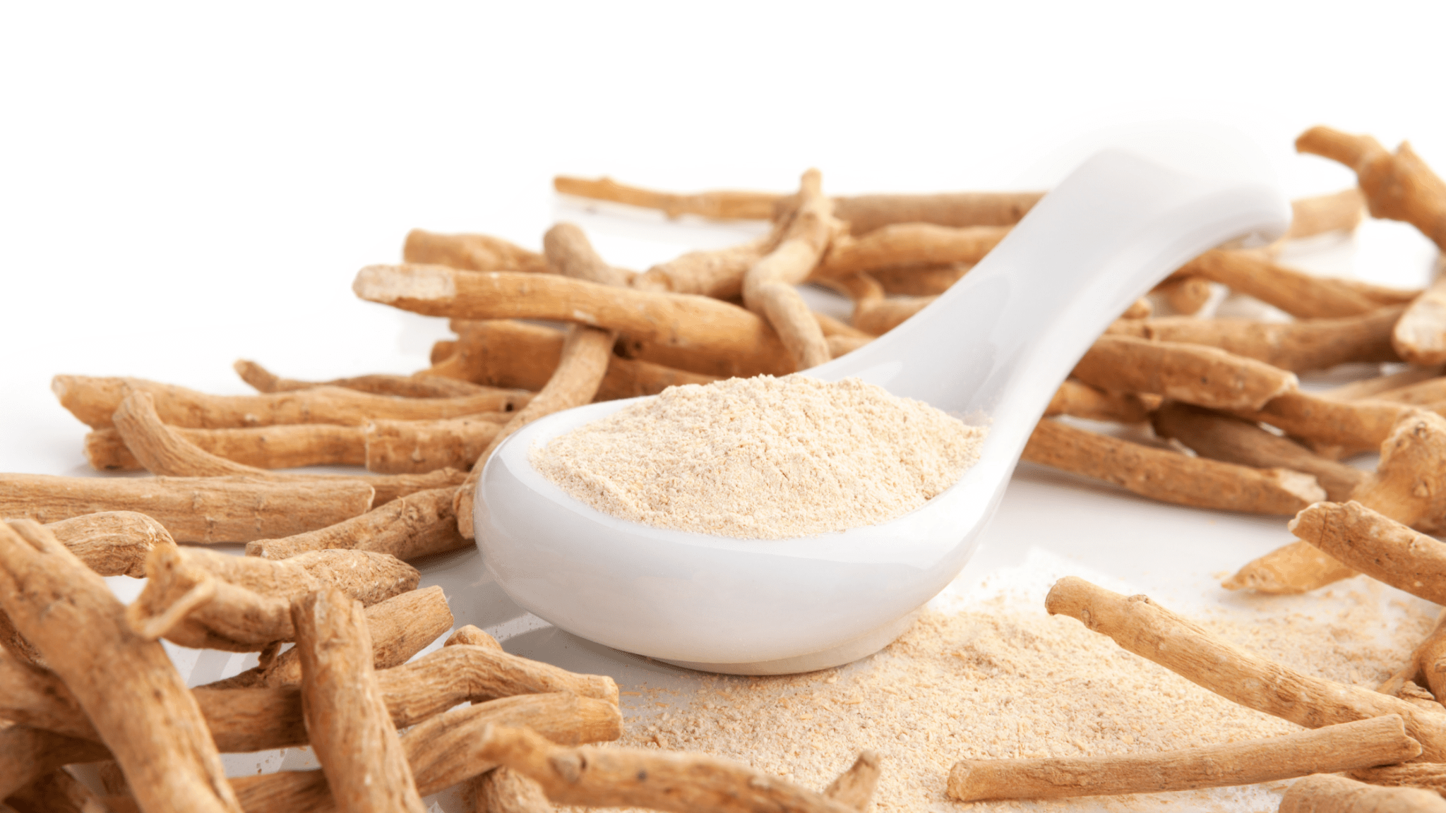 Dried herbal roots and powdered herb in white ceramic spoon