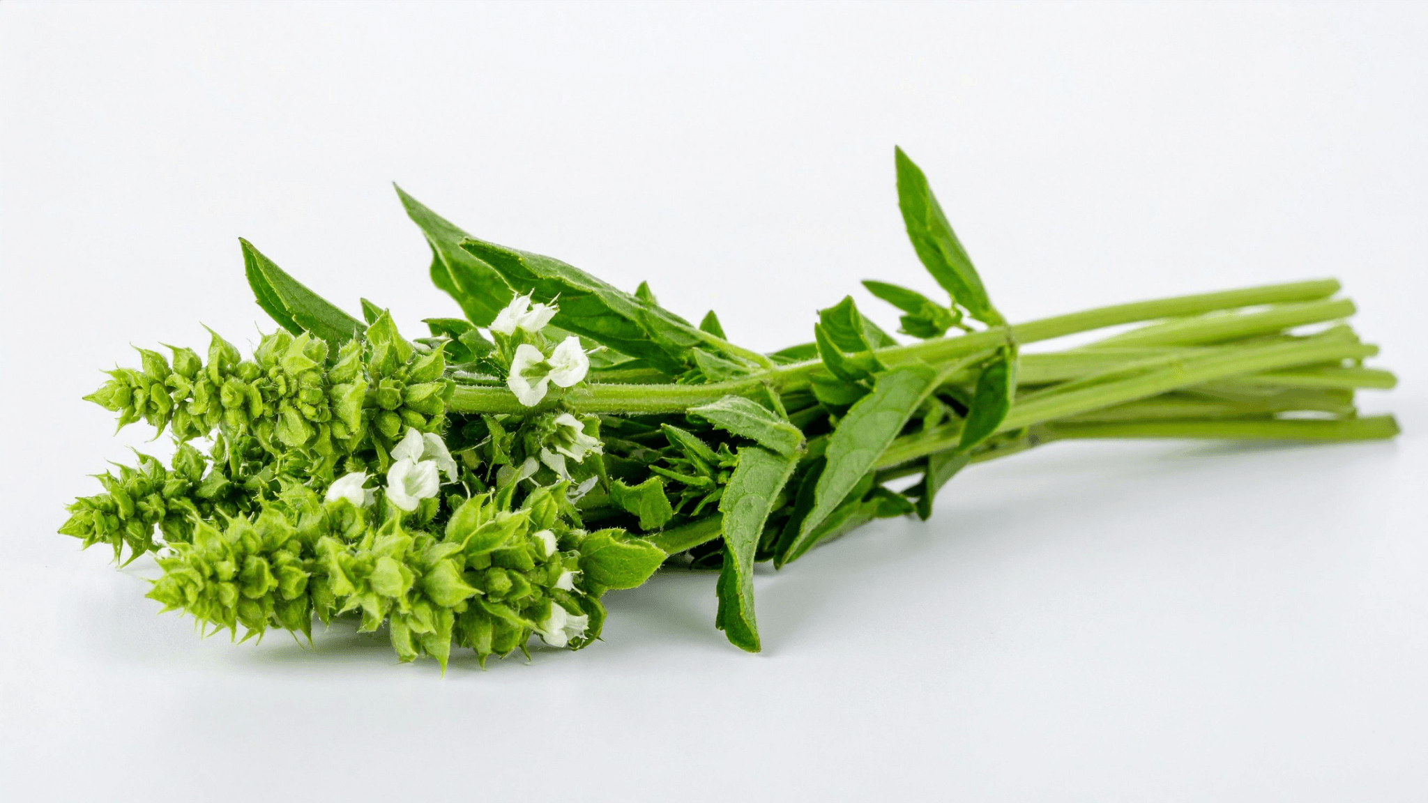Fresh green herb sprigs with small white flowers