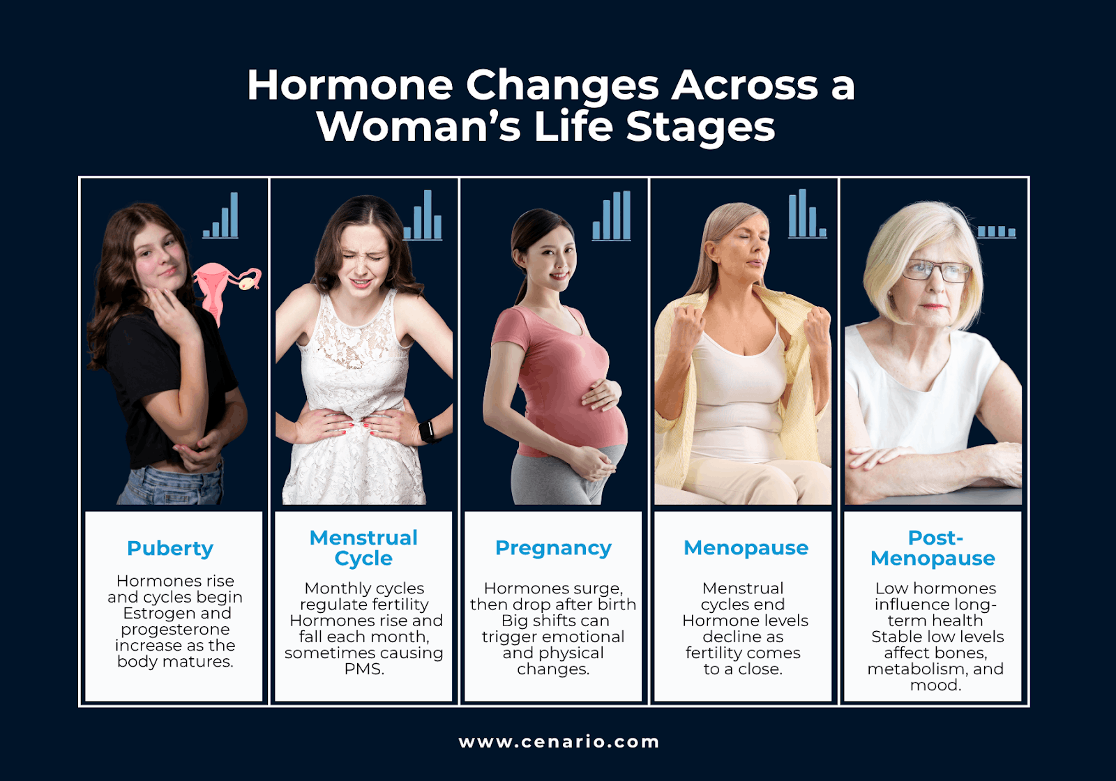 Hormone changes in women during puberty, menstrual cycle, pregnancy, menopause, and p