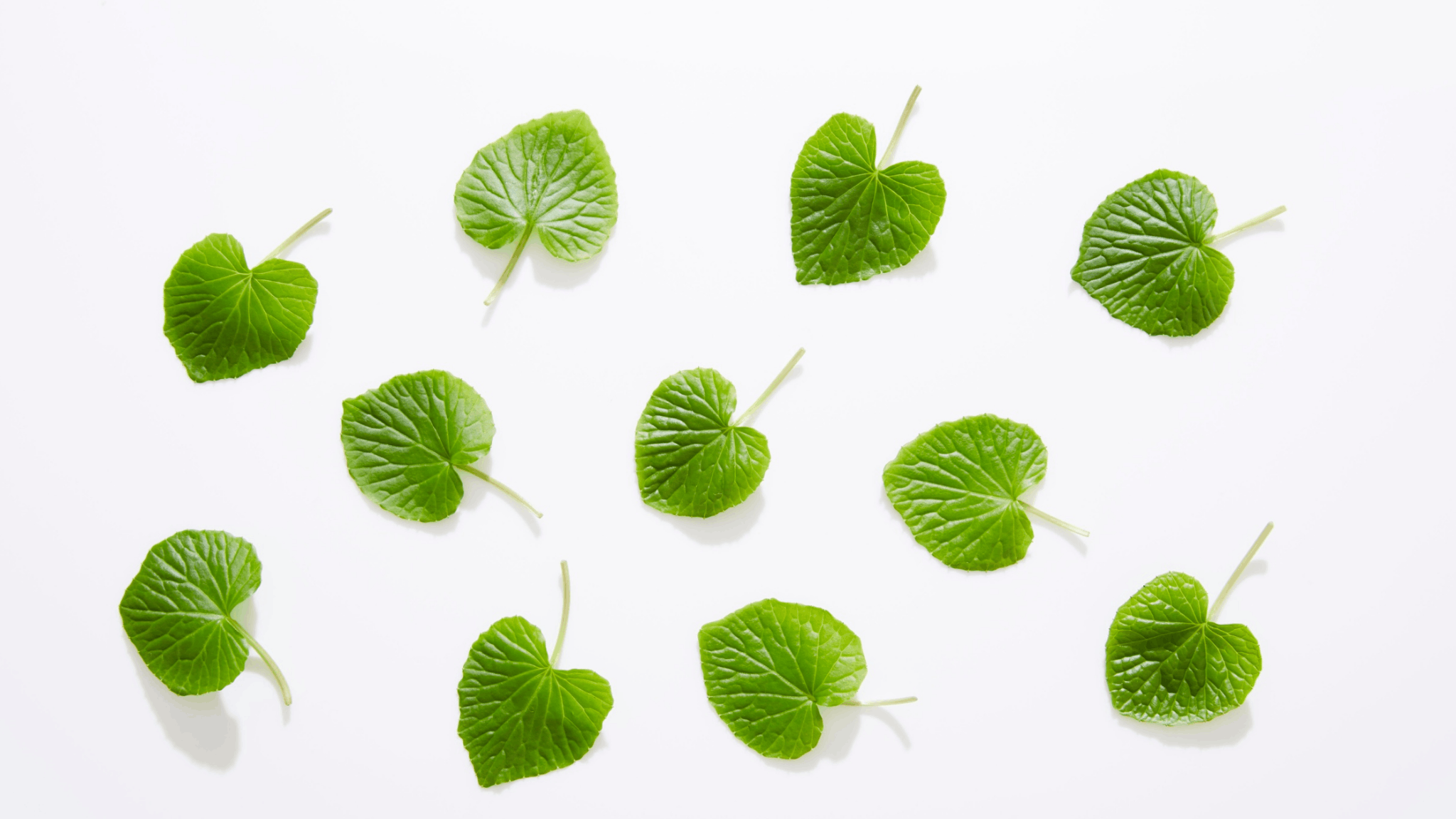 Fresh green gotu kola leaves on white background