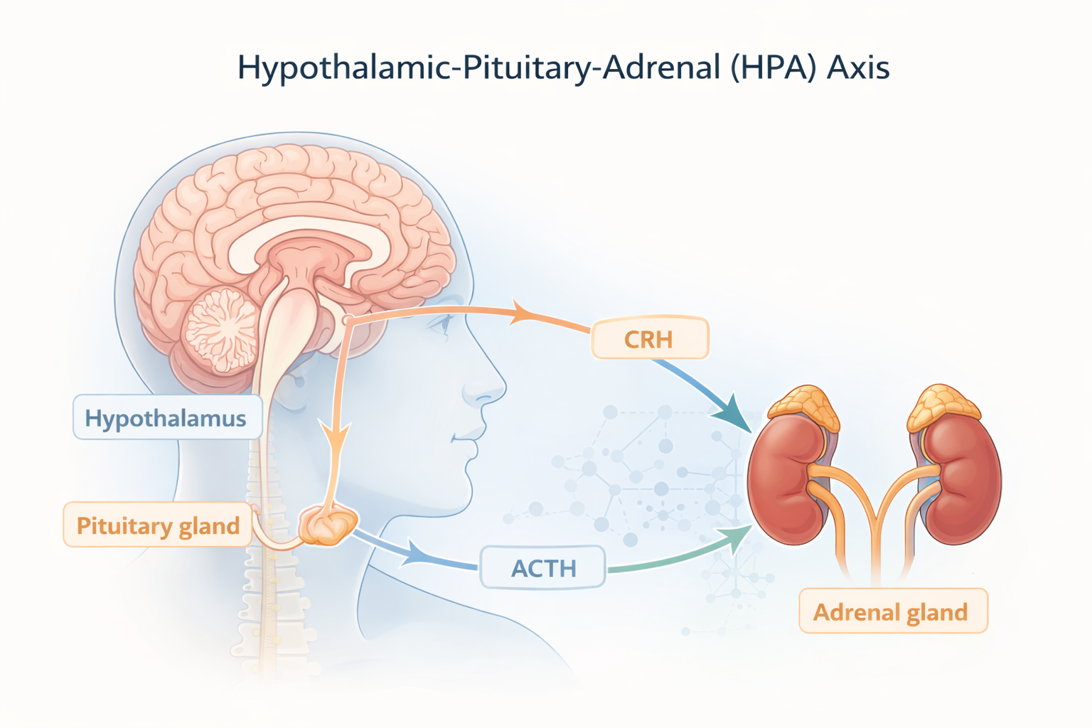 Diagram illustrating hypothalamic pituitary adrenal axis dysfunction, showing disrupted hormone signaling between the hypothalamus, pituitary, and adrenal glands.