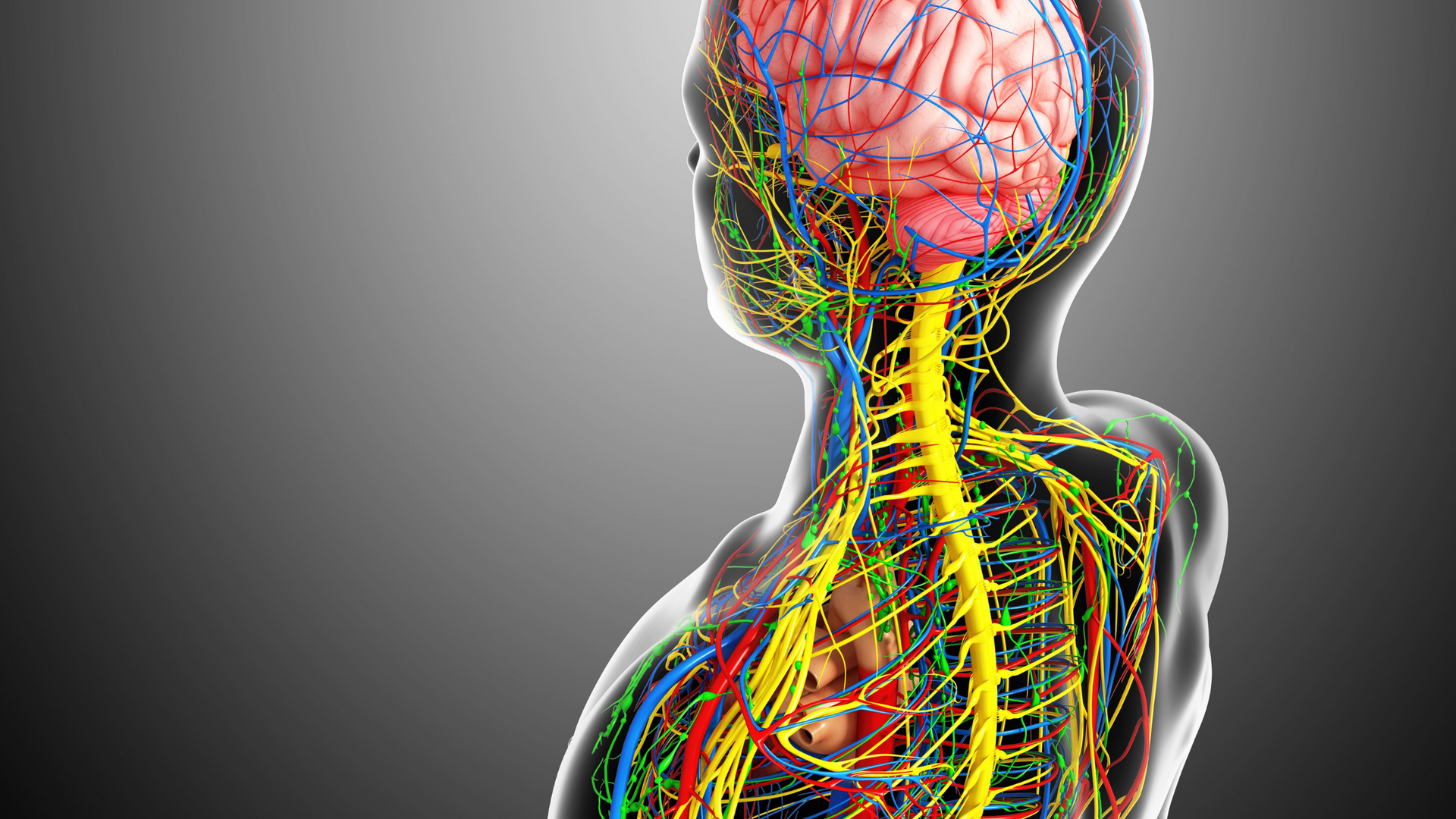 Detailed illustration of the human nerve system showing the brain, spinal cord, and branching peripheral nerves throughout the body against a white background.